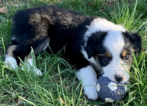 6 weeks old