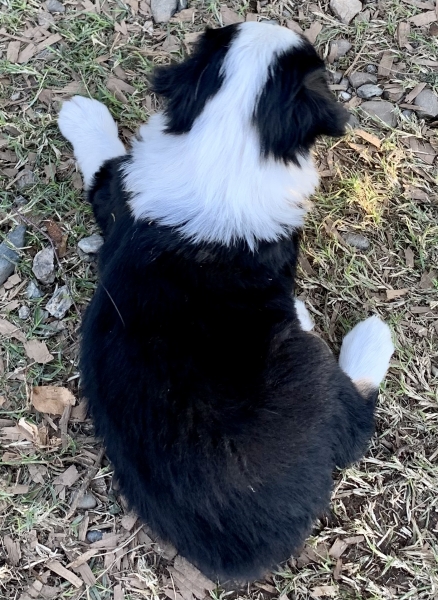 6 weeks old