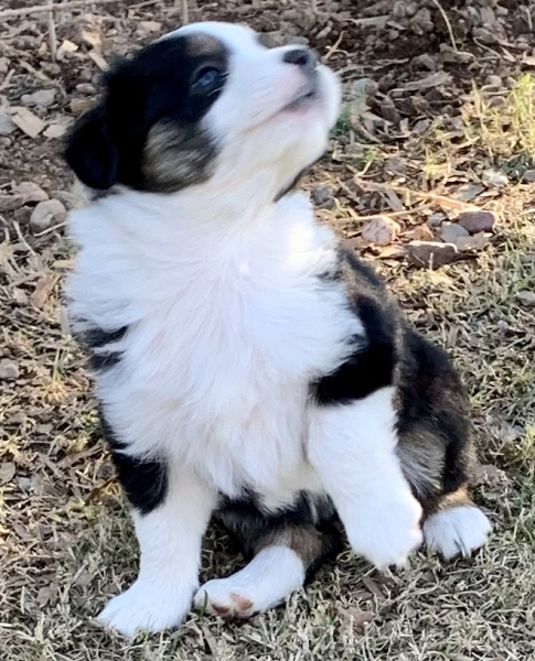 6 weeks old