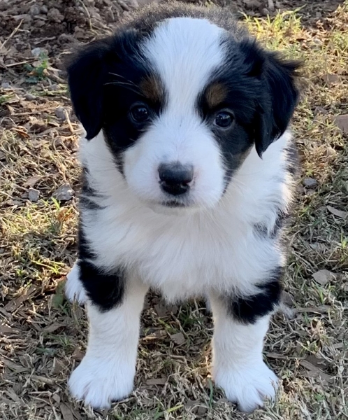 6 weeks old