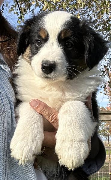 8 weeks old; 7.8 lb