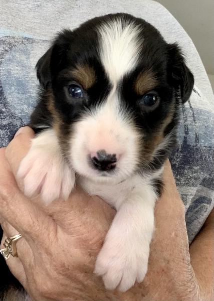 Murphy Oreo Mack