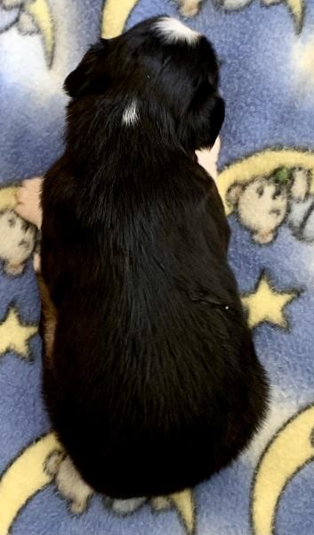 Murphy Oreo Mack