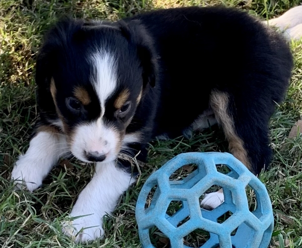Murphy Oreo Mack