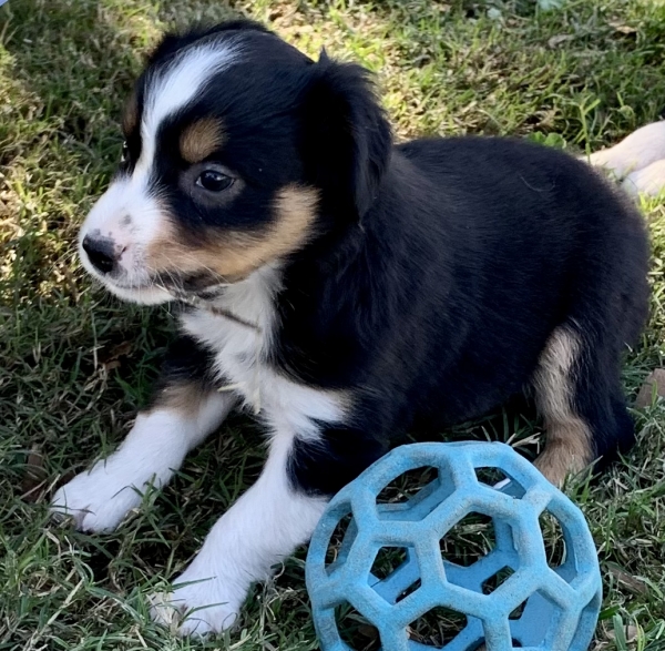 Murphy Oreo Mack
