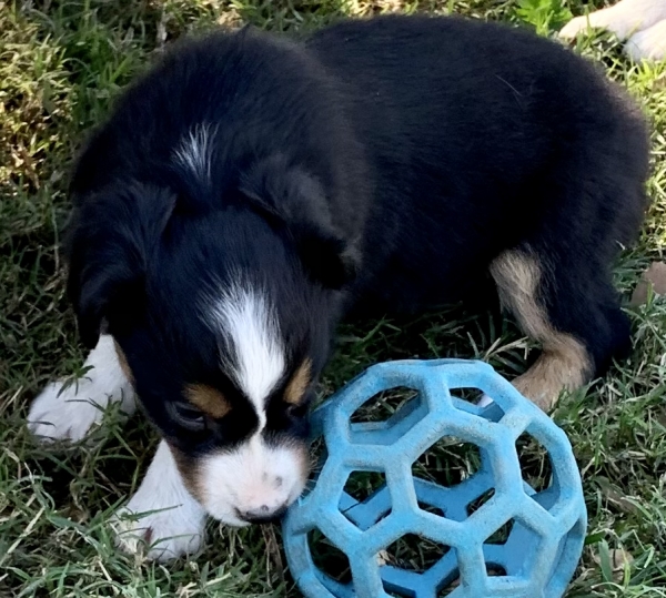 Murphy Oreo Mack
