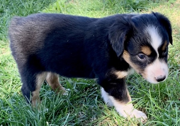 Murphy Oreo Mack