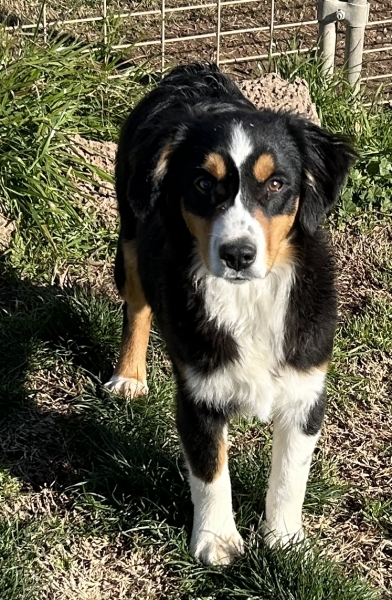 Murphy Oreo Mack
