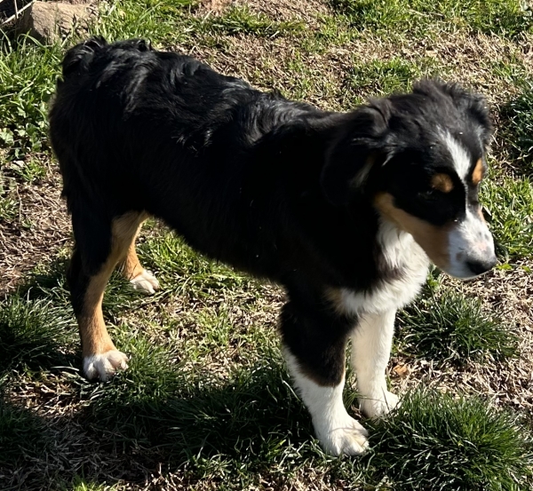 Murphy Oreo Mack