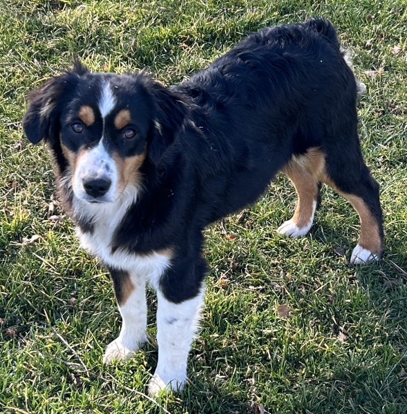 Murphy Oreo Mack