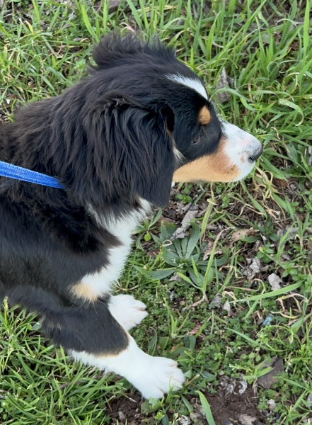 Murphy Oreo Mack