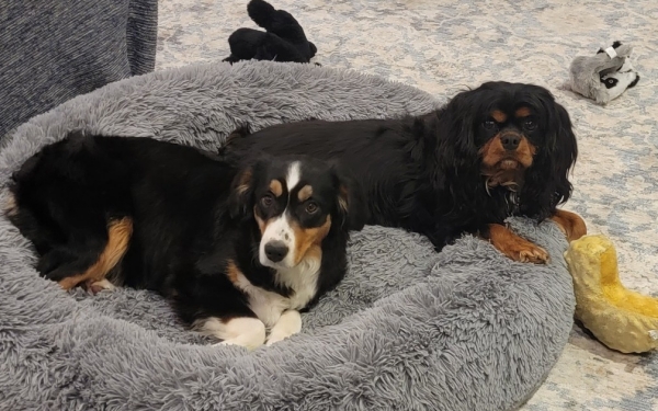 Murphy Oreo Mack
