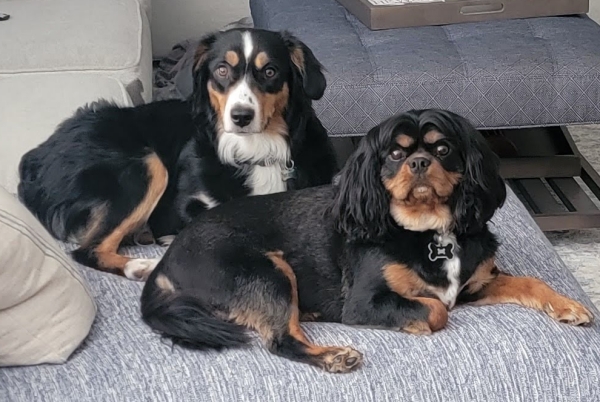 Murphy Oreo Mack