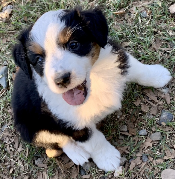 Eddie