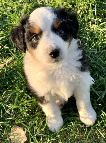 Eddie