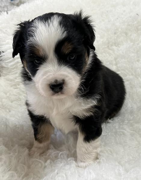 Murphy