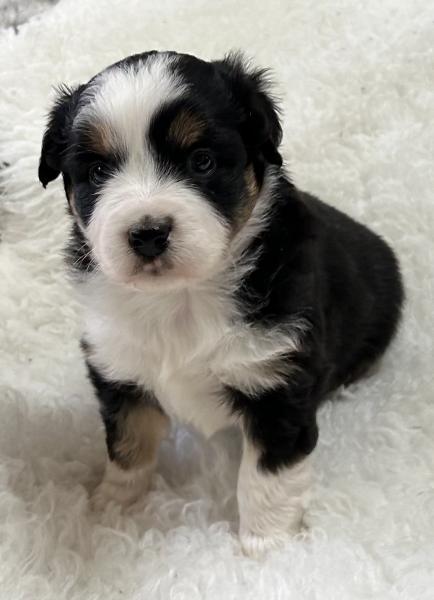 Murphy