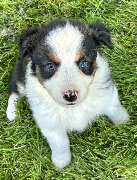 Sophie