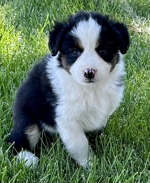 Sophie