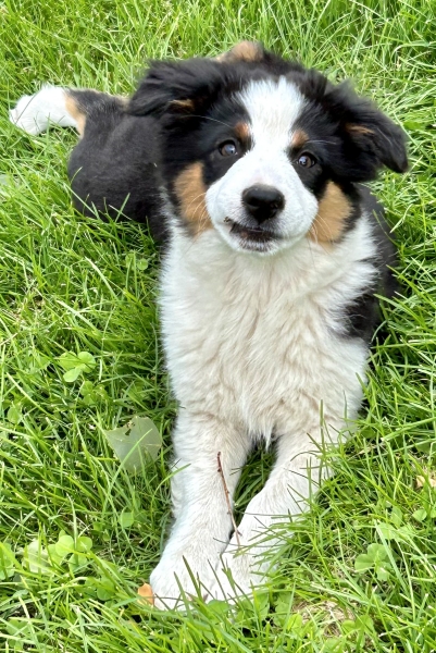 Sophie