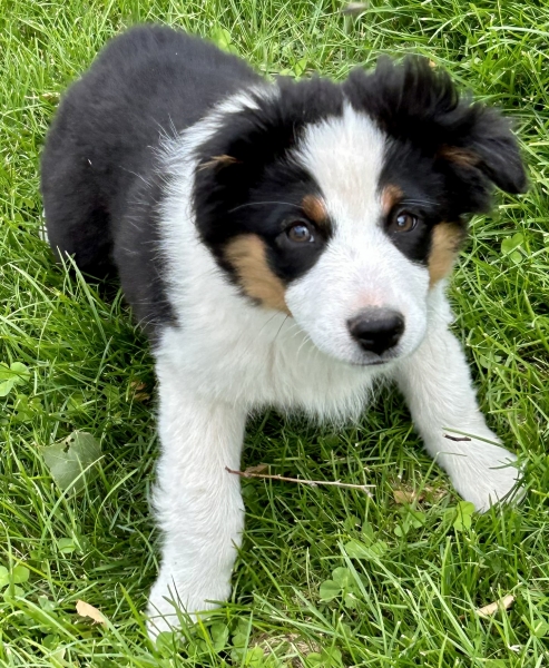 Sophie