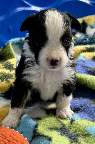 Daisy