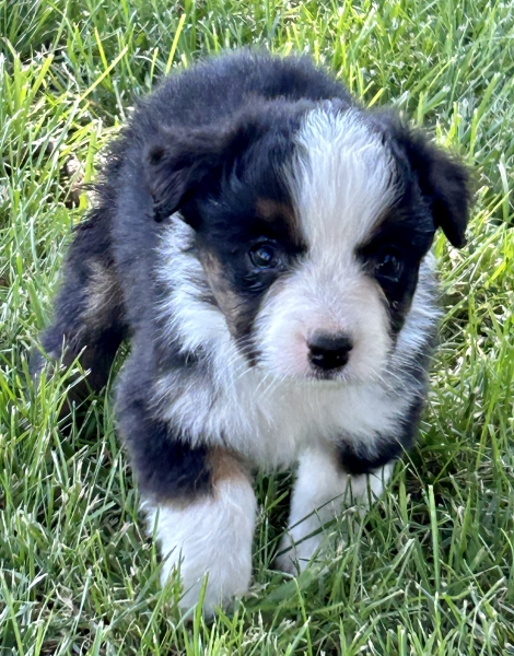Daisy
