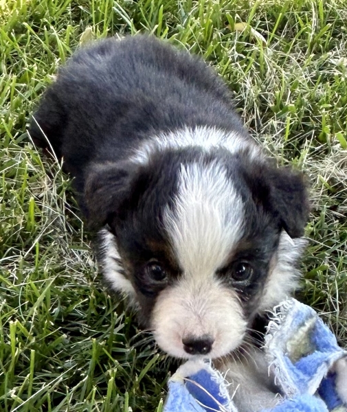 Daisy
