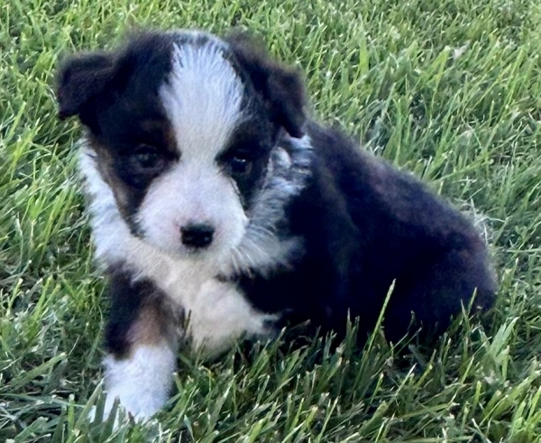 Daisy