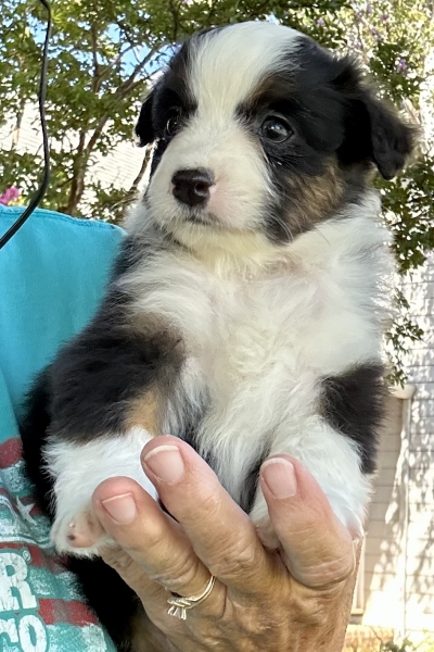 Daisy