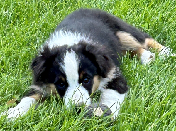 Daisy