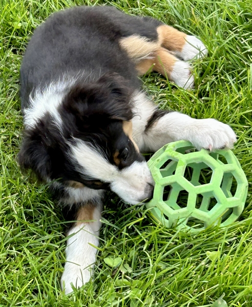 Daisy