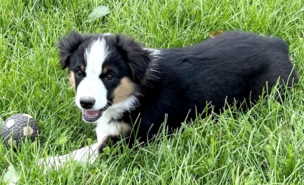 Daisy