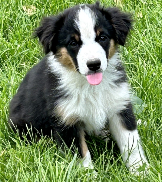 Daisy