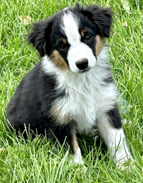 Daisy
