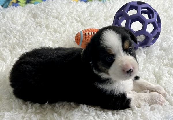 Ozzie