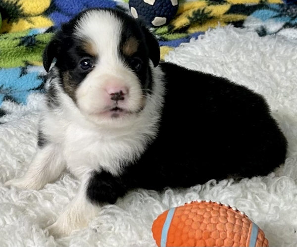 Ozzie