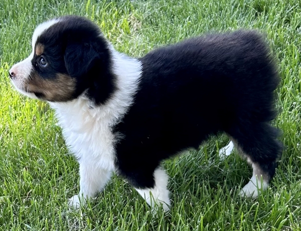 Ozzie