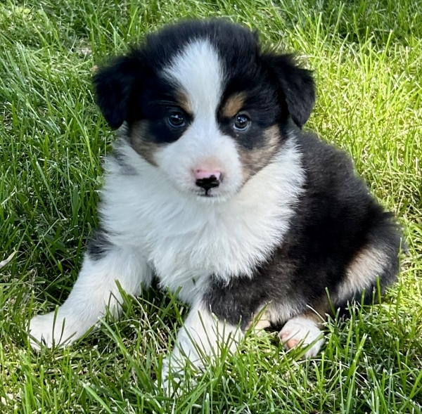 Ozzie