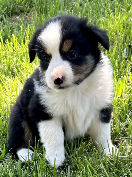 Ozzie