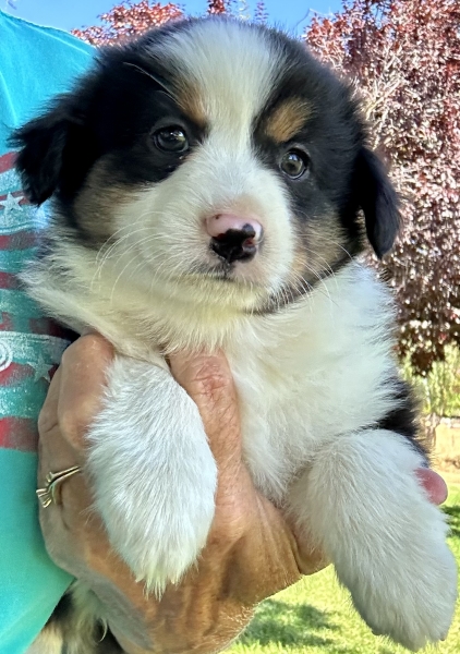 Ozzie