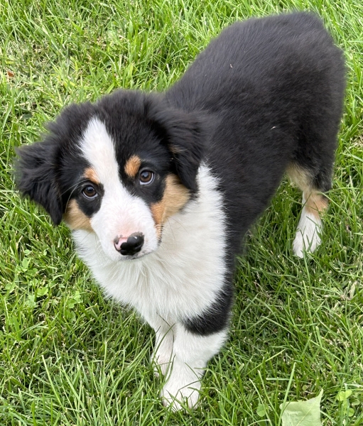 Ozzie