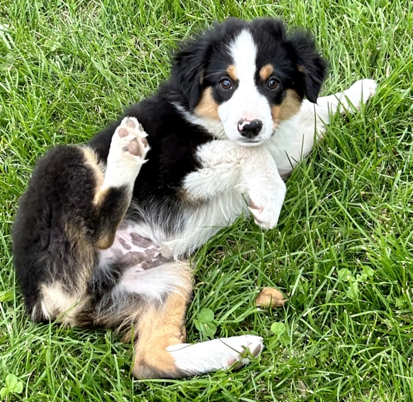 Ozzie