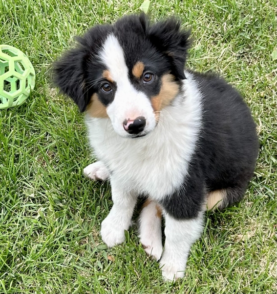Ozzie
