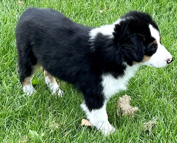 Ozzie