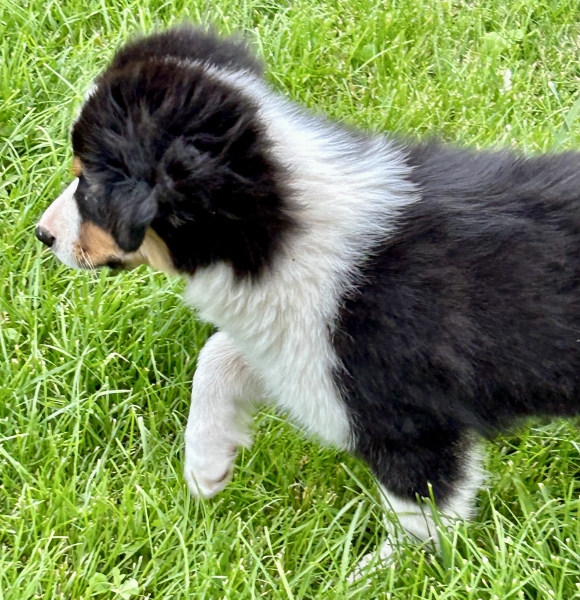 Ozzie