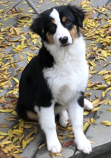 Ozzie