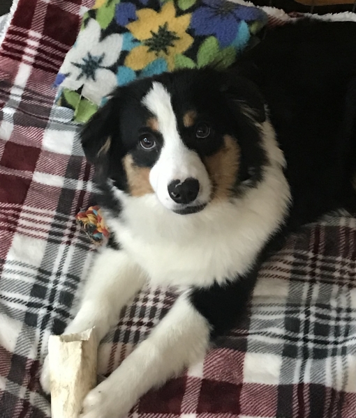Ozzie
