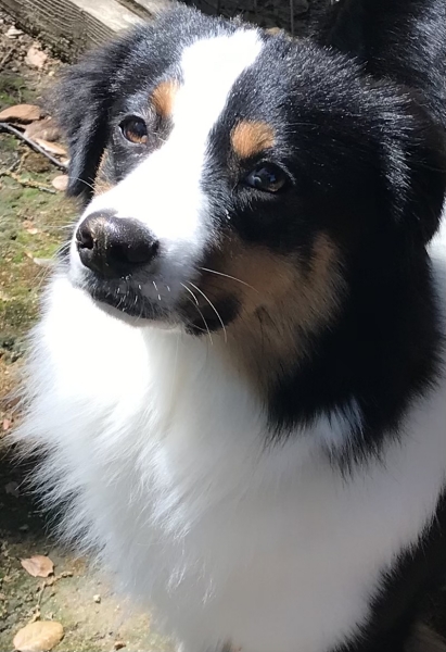 Ozzie