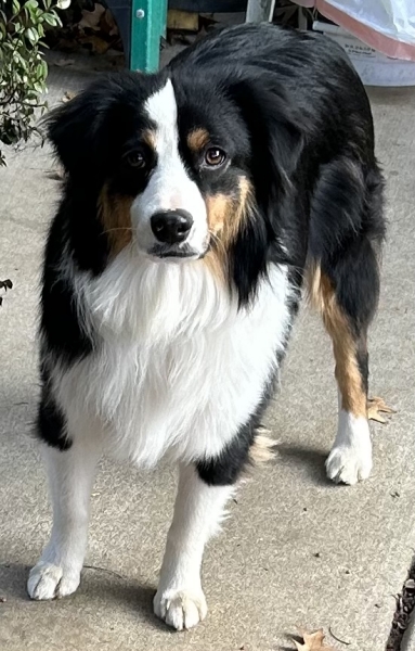 Ozzie